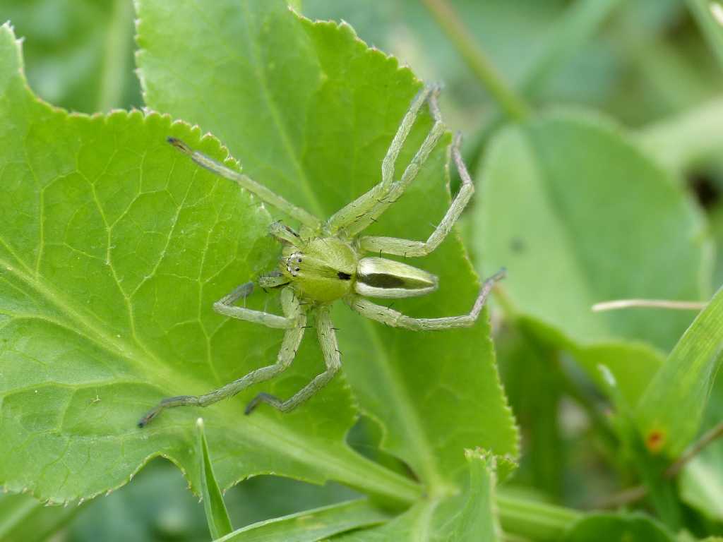 Maschi di Micrommata ligurina - Tolfa (RM)